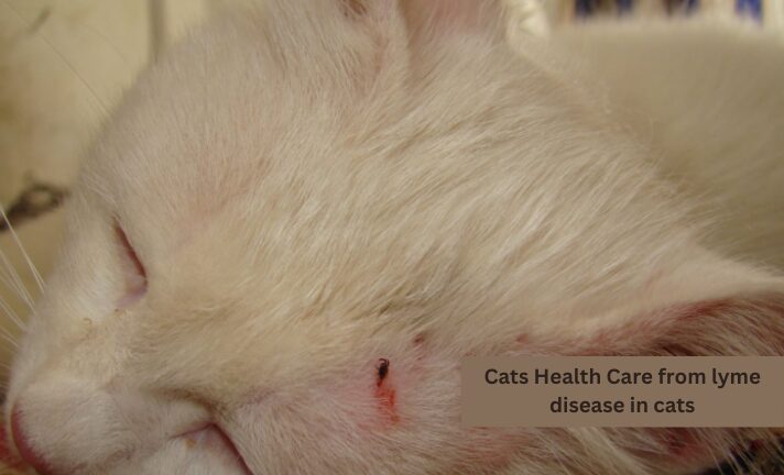 Cats-Health-Care-From-Lyme-disease-in-cats