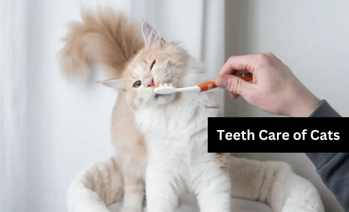 Teeth-Care