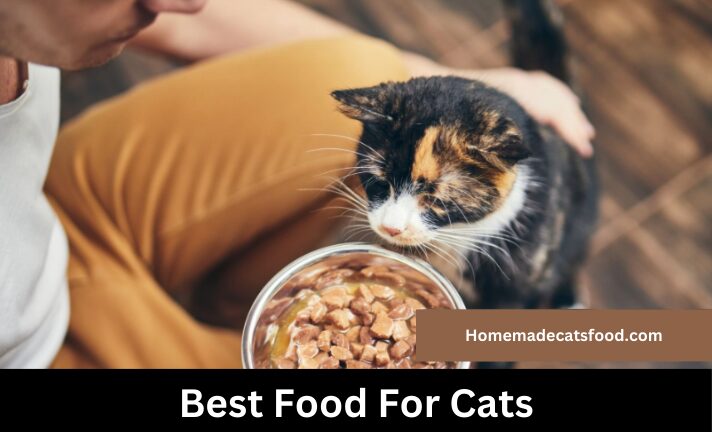 The-Good-Food-for-Cats 