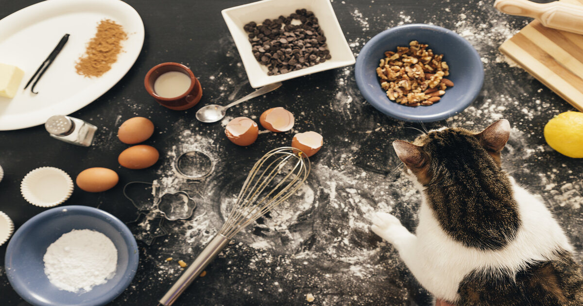 best-food-for-cats- homemade 