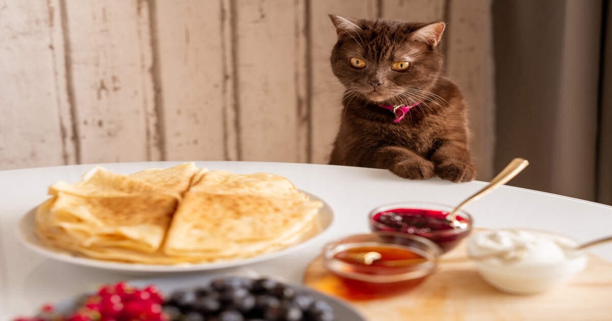 best-food-for-cats- homemade 