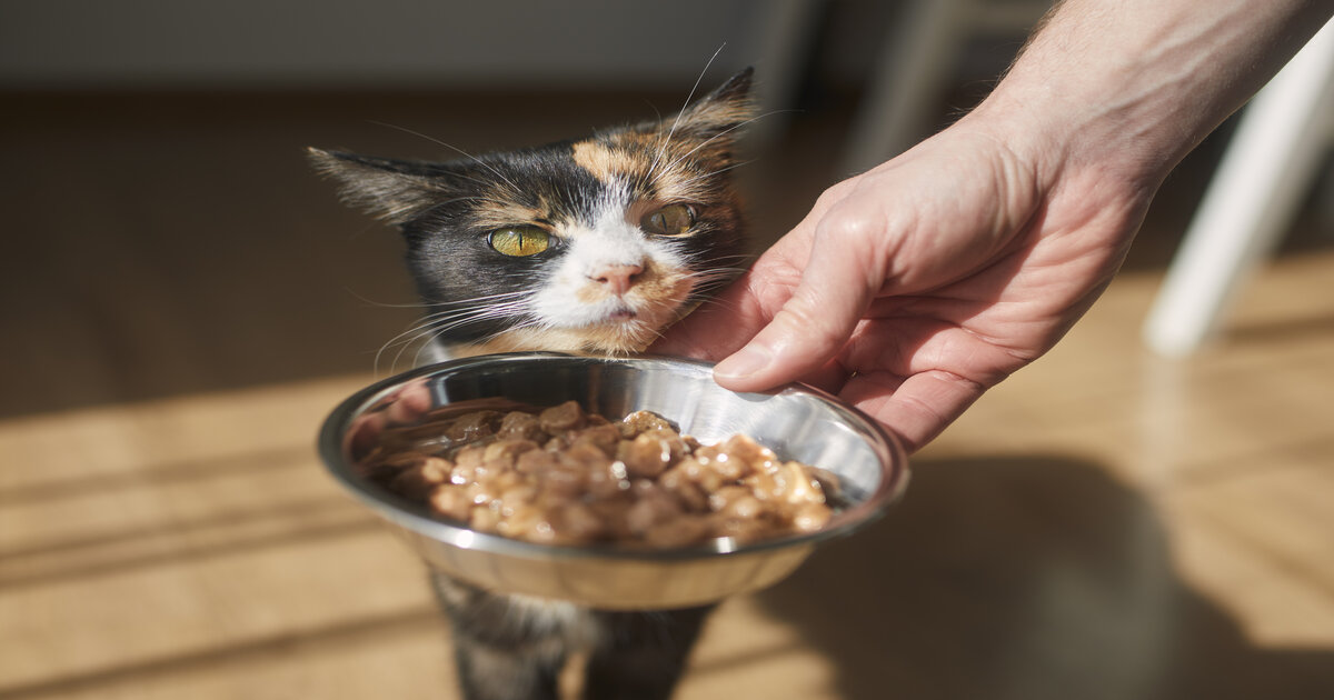 best-food-for-cats- homemade 