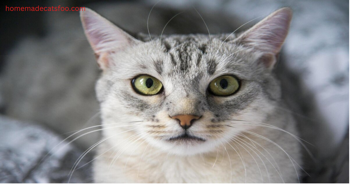 cat-breeds-egyptian- mau