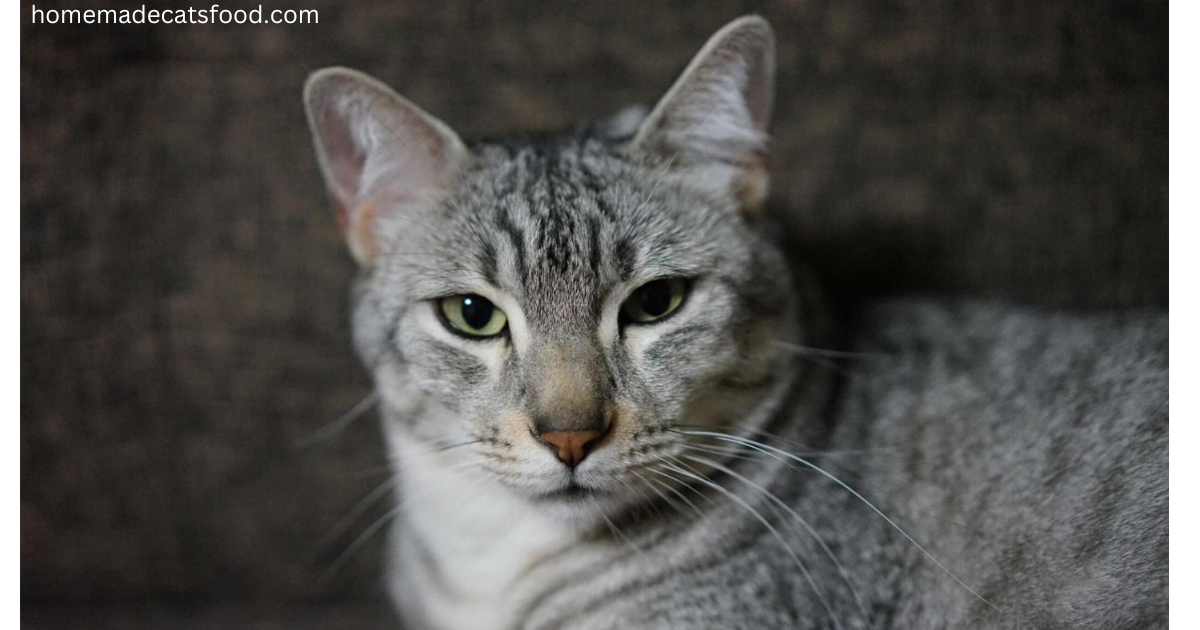 cat-breeds-egyptian-mau