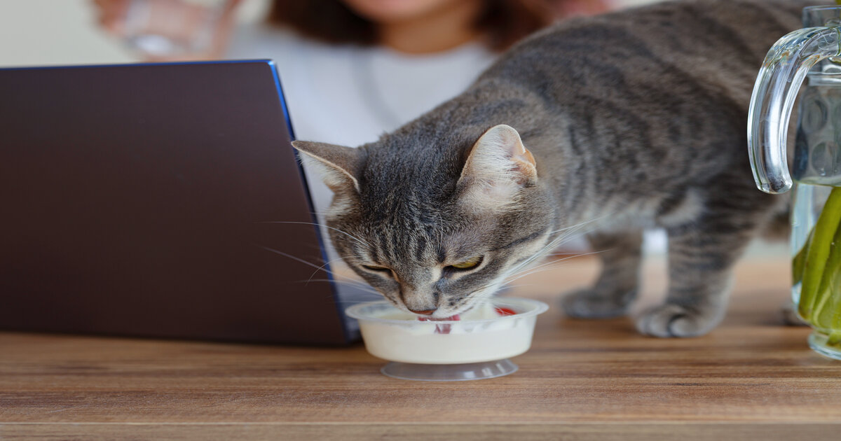 easy-homemade-cat- food-recipes