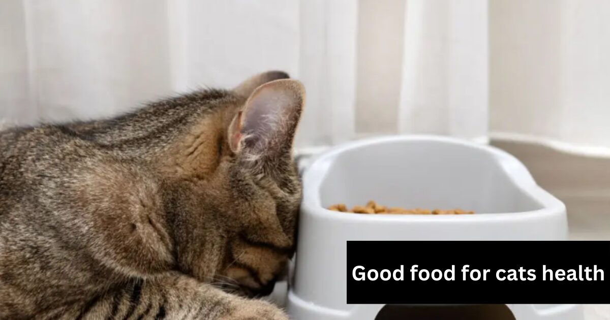 healthy-cat-food