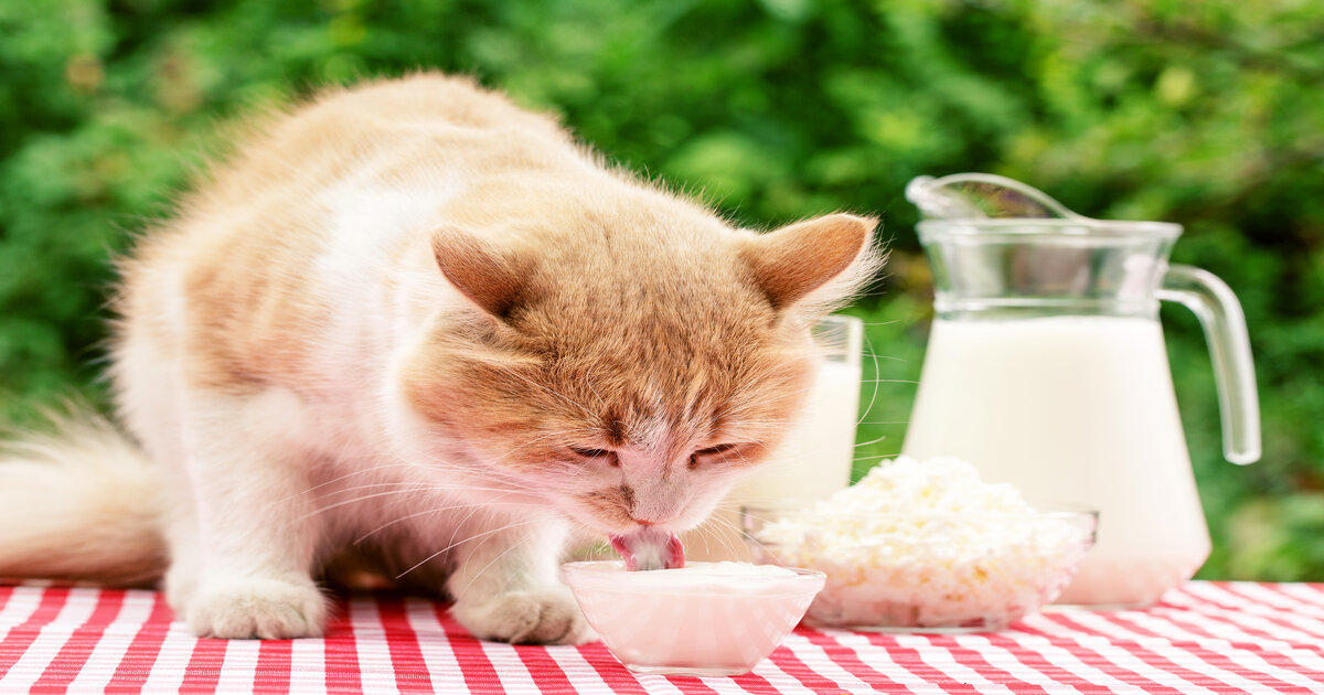 homemade-cat-food- gravy