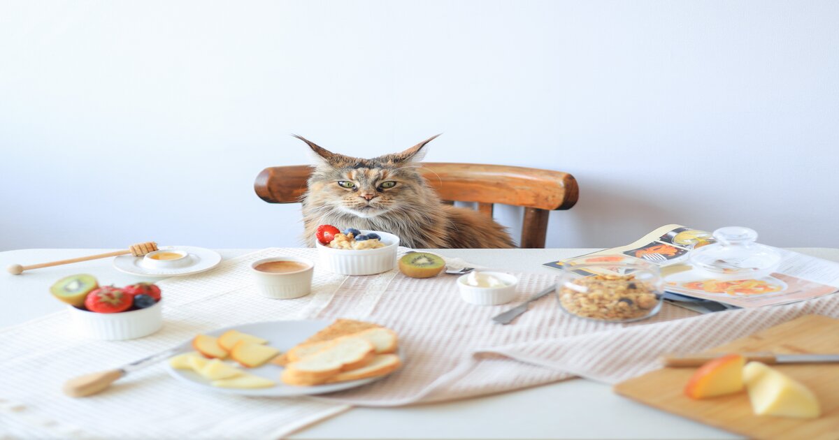 homemade-cat-food- gravy