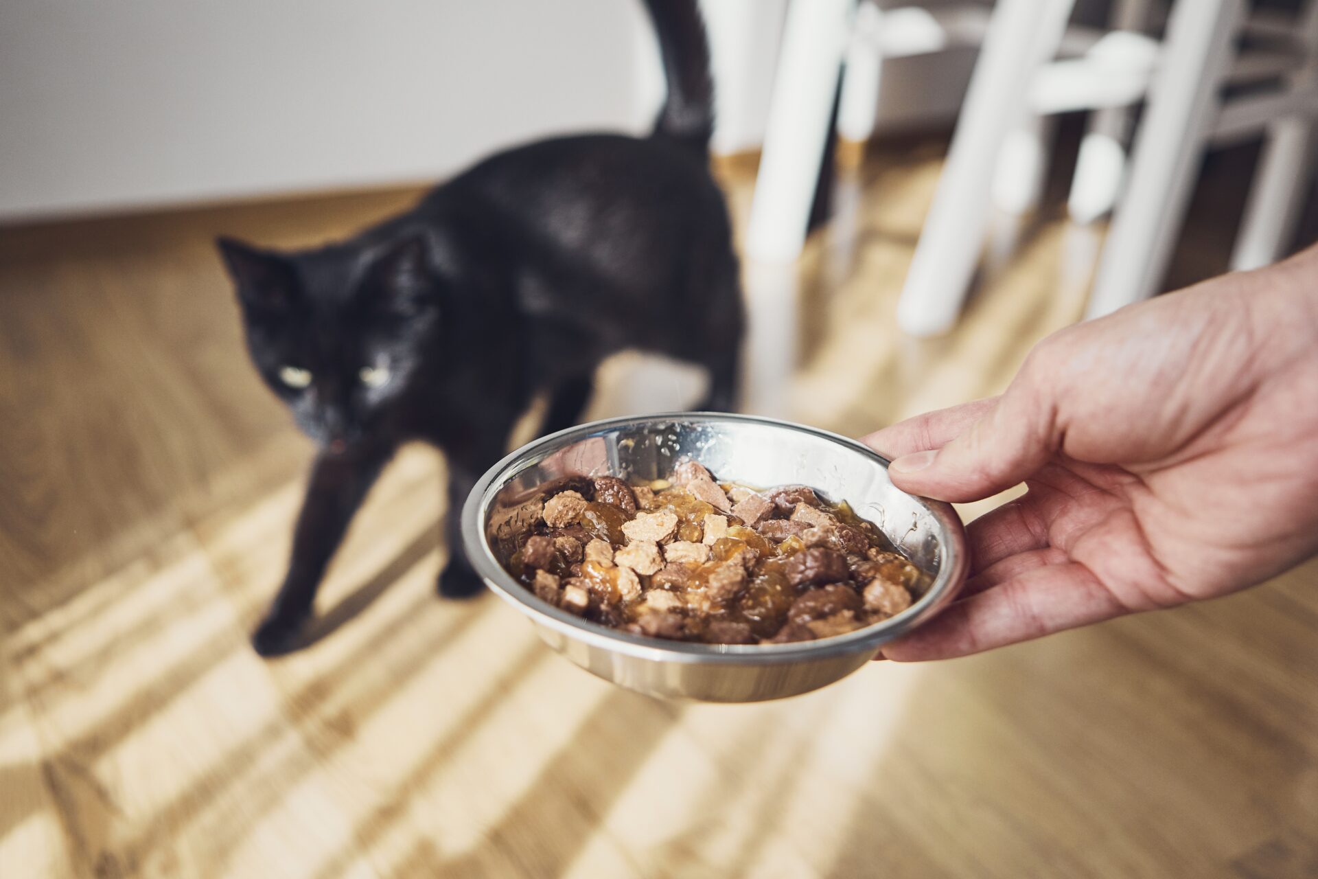 homemade cat food recipes