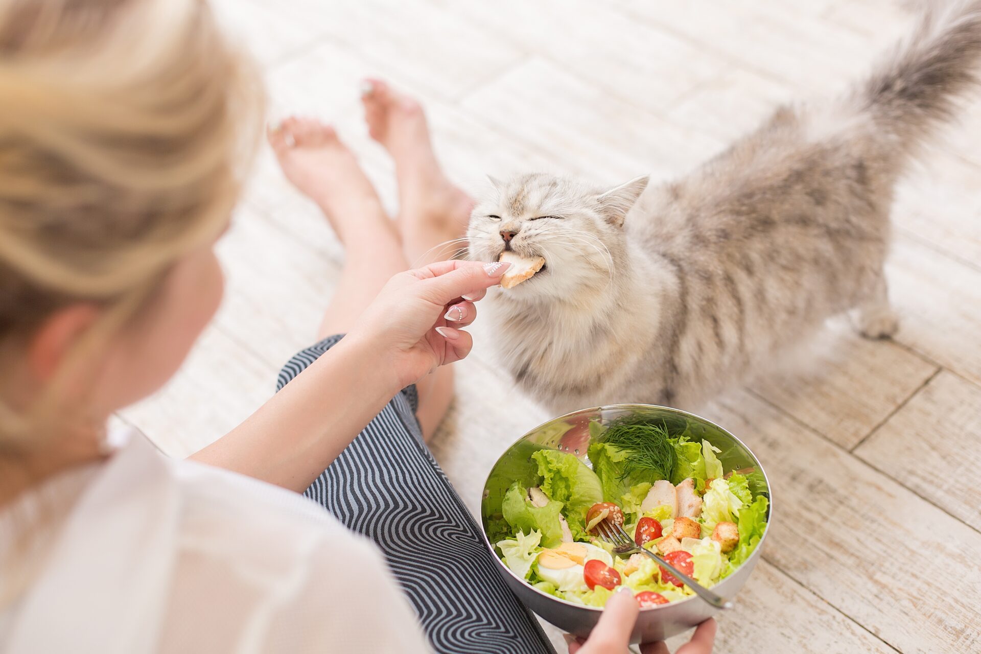 homemade-cat-food-recipes