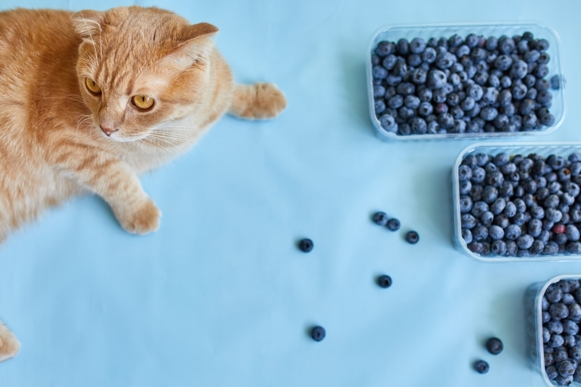 homemade-cat-food- recipes