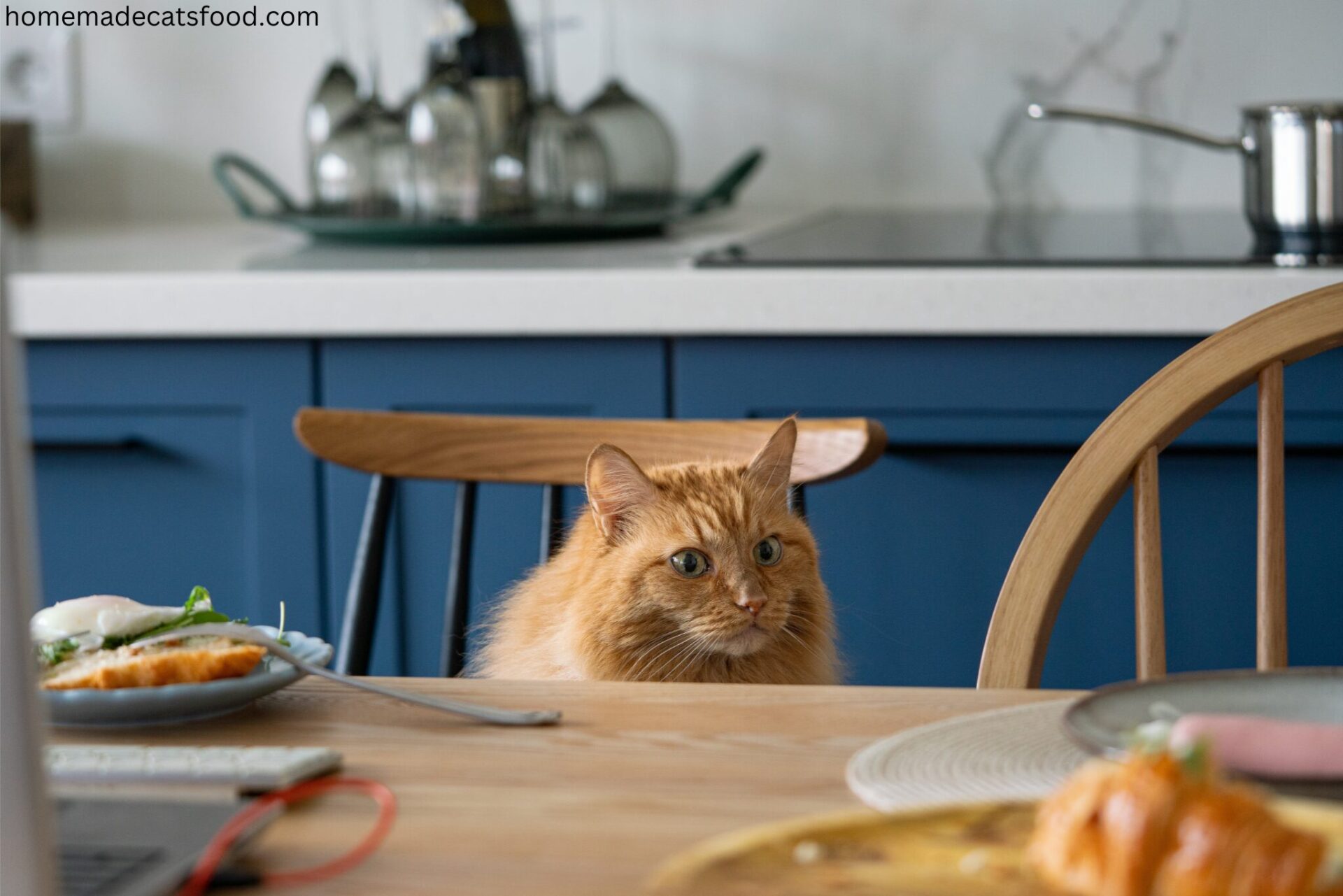 homemade-wet-cat-food