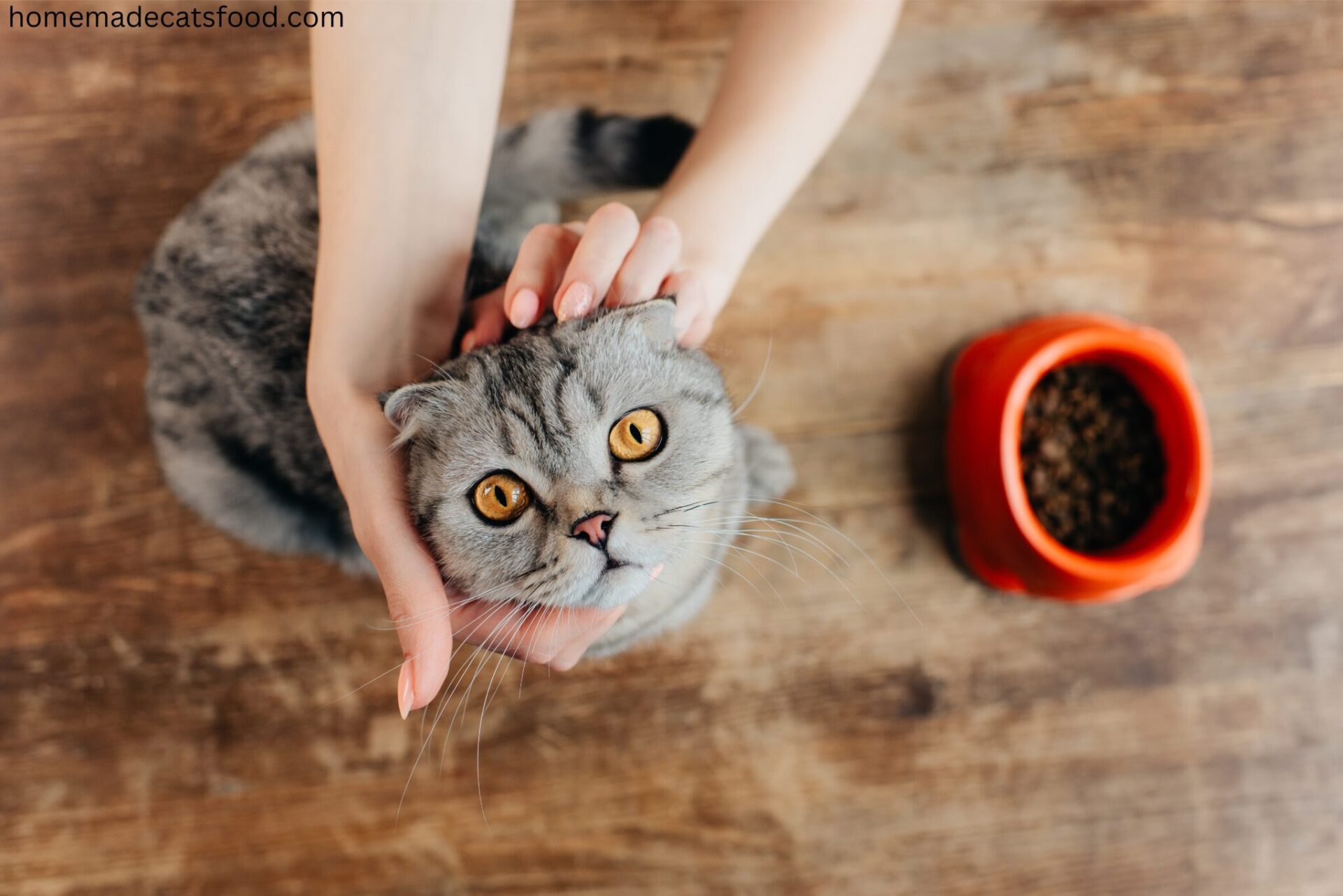 Homemade canned outlet cat food