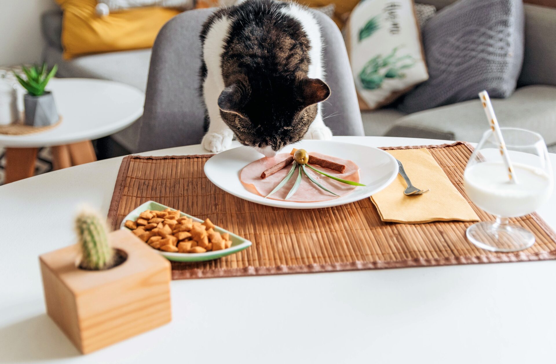 Homemade wet outlet cat food