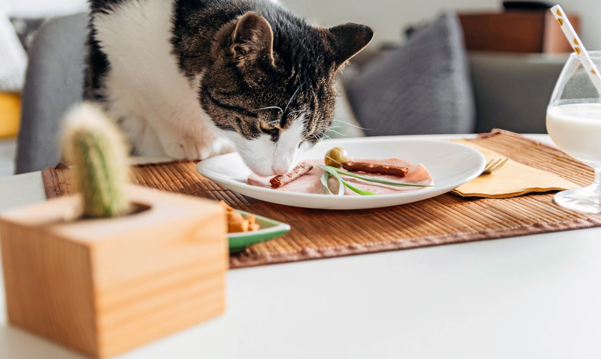 how-To-Make-Homemade-cat-Food