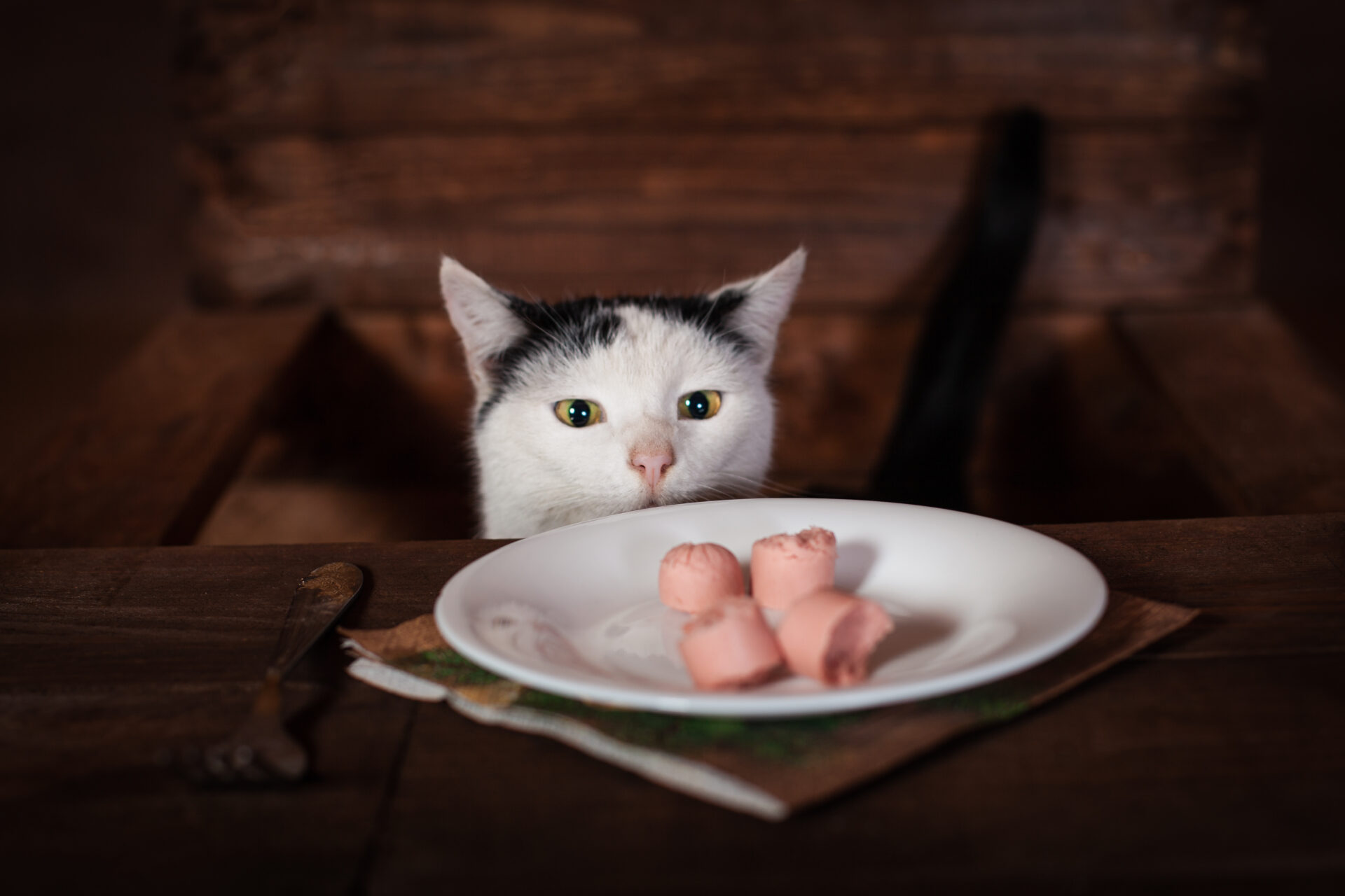 how-to-make-homemade-cat-food