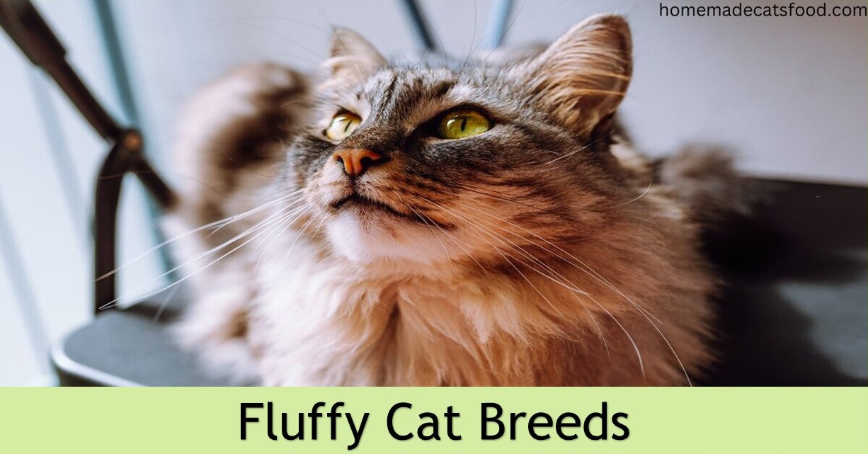 Fluffy cat breeds