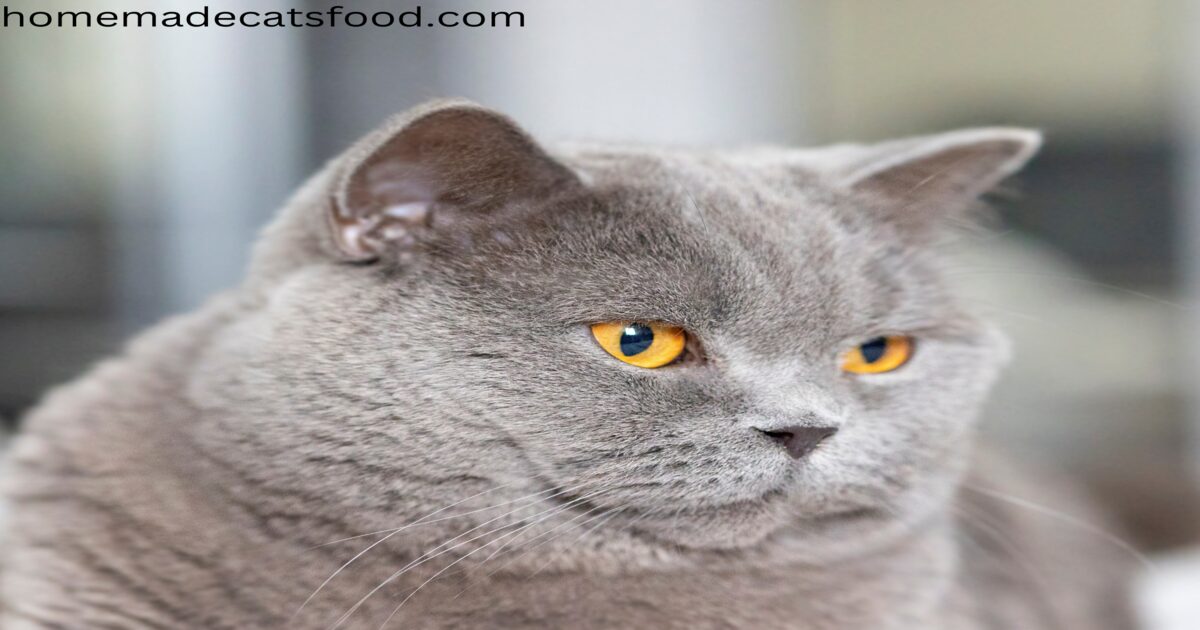 cat-breeds-british- shorthair