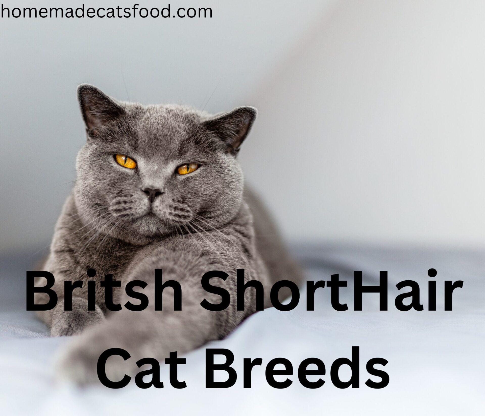 cat-breeds-british- shorthair