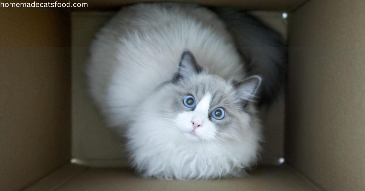 cat-breeds-ragdoll