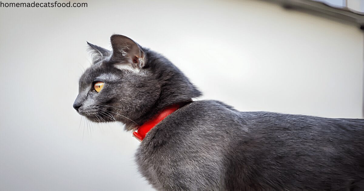 cat-breeds-russian-blue