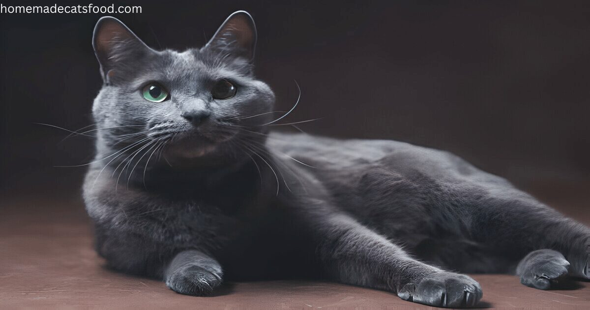 cat-breeds-russian-blue