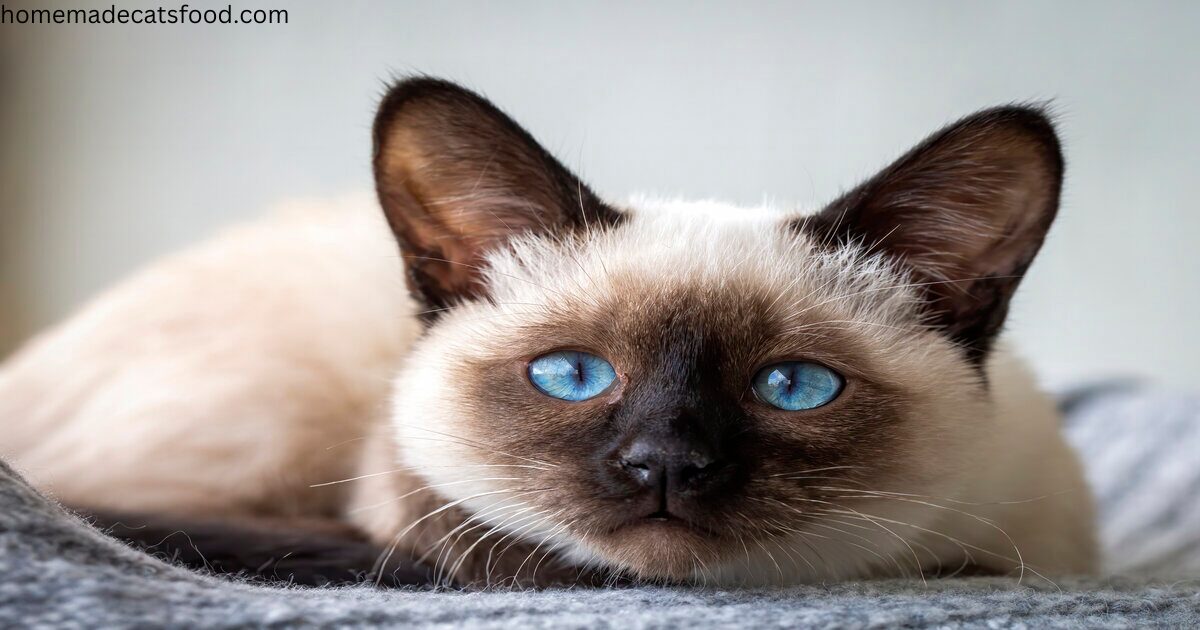 cats-with-blue-eyes