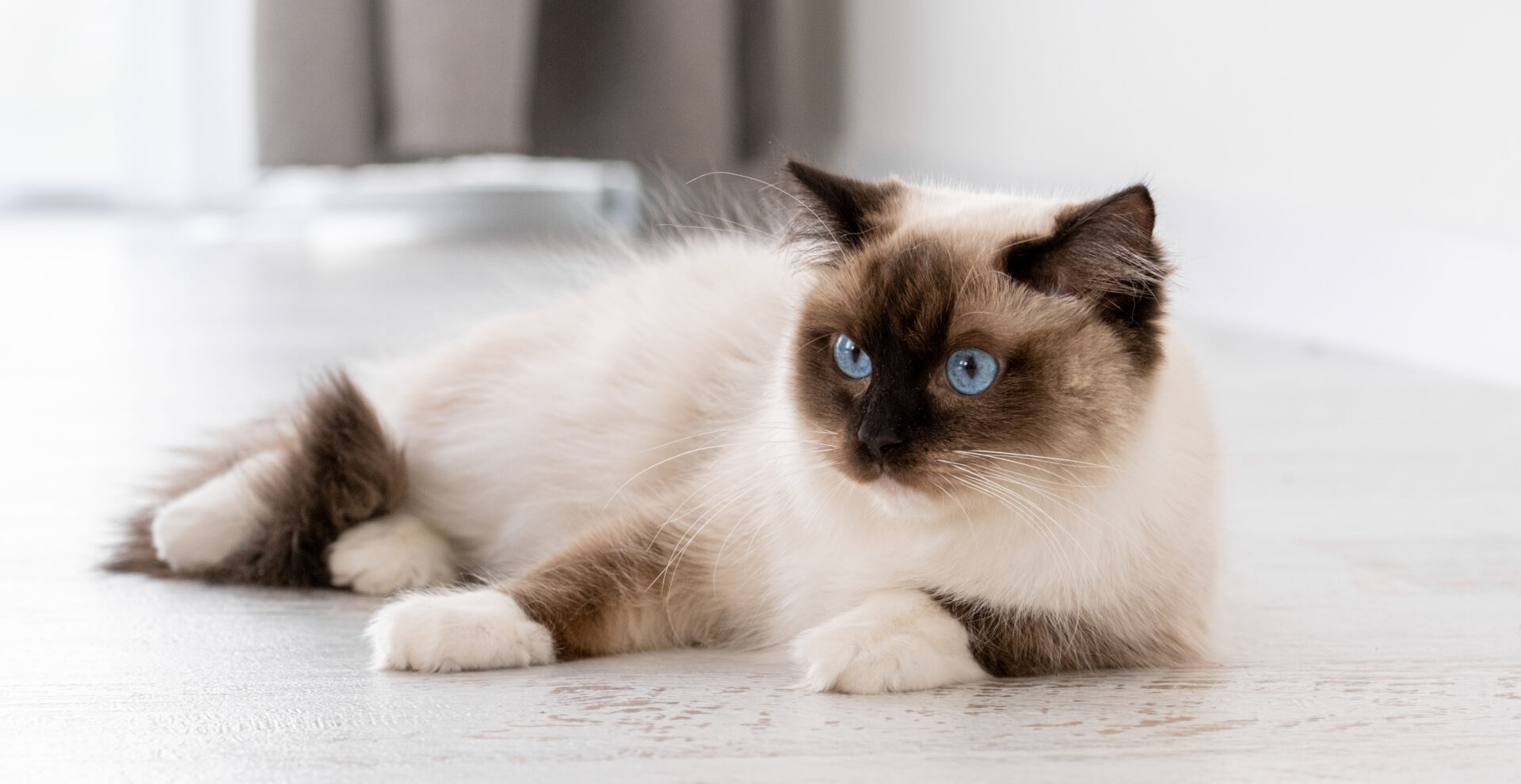 cats-with-blue-eyes