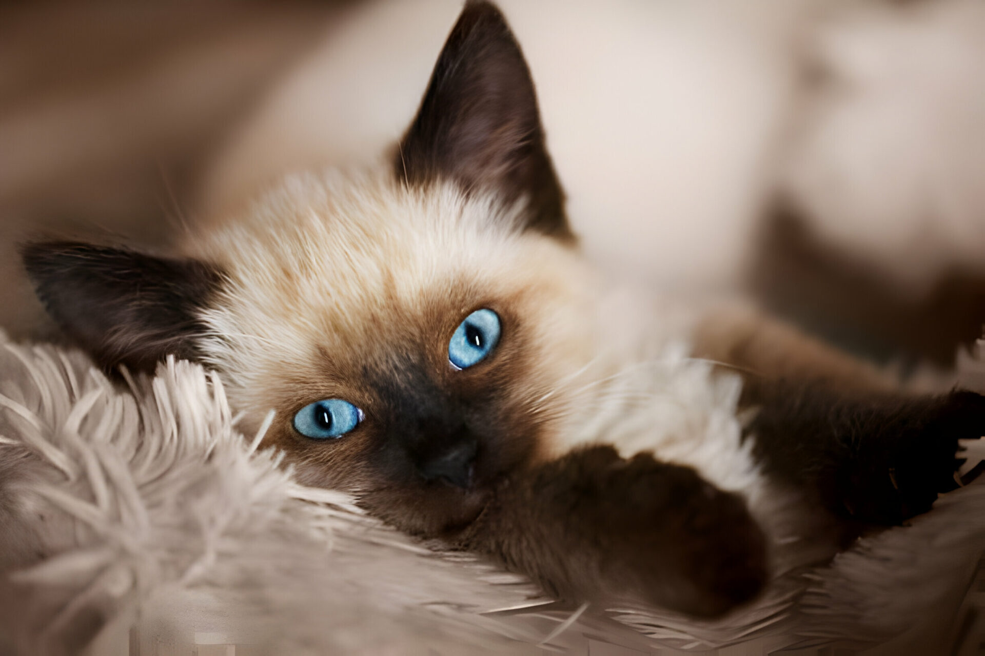 cats-with-blue-eyes