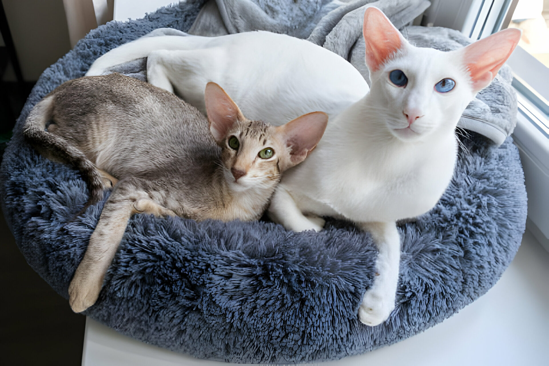 cats-with-blue-eyes