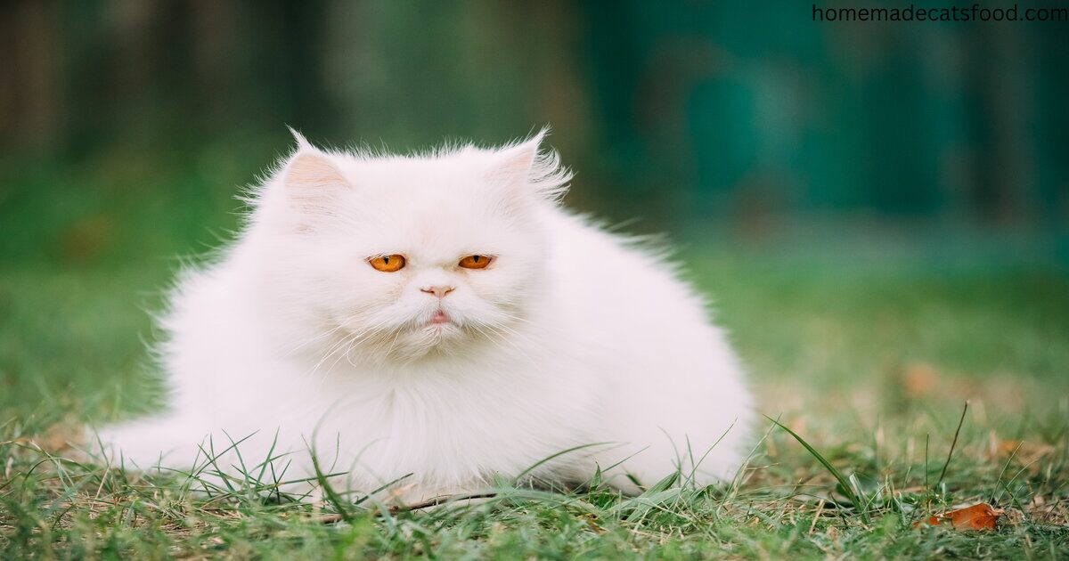 fluffy-cat-breeds