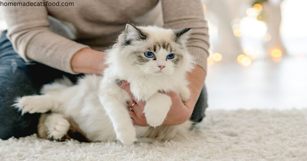 fluffy-cat-breeds