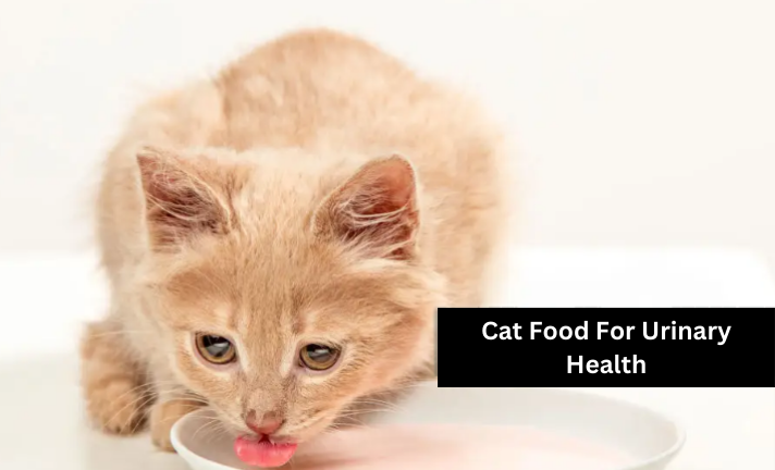 Cat-food-for-Urinary-Health