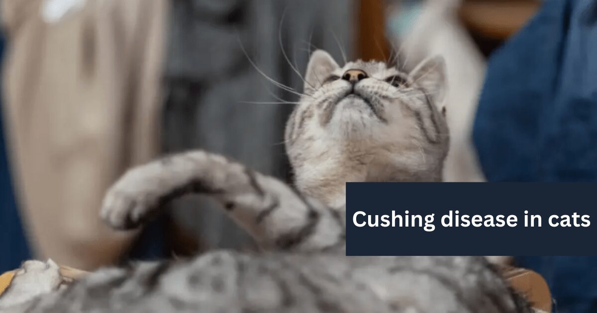 Cushing-disease-in-cats