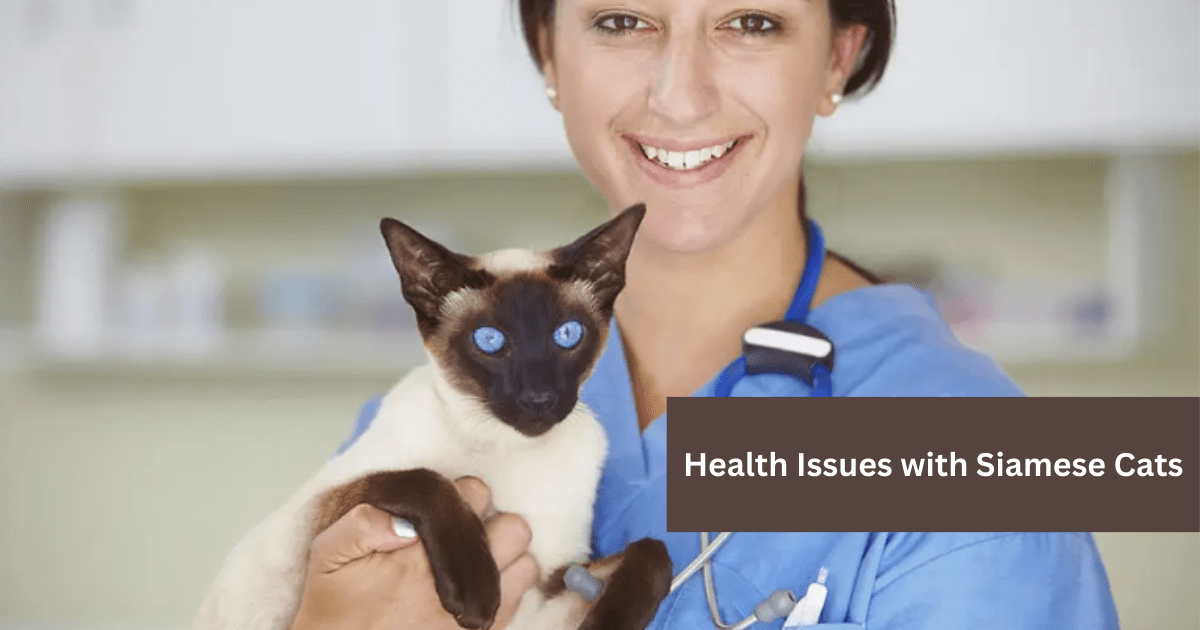 Health-Issues-with-Siamese-Cats