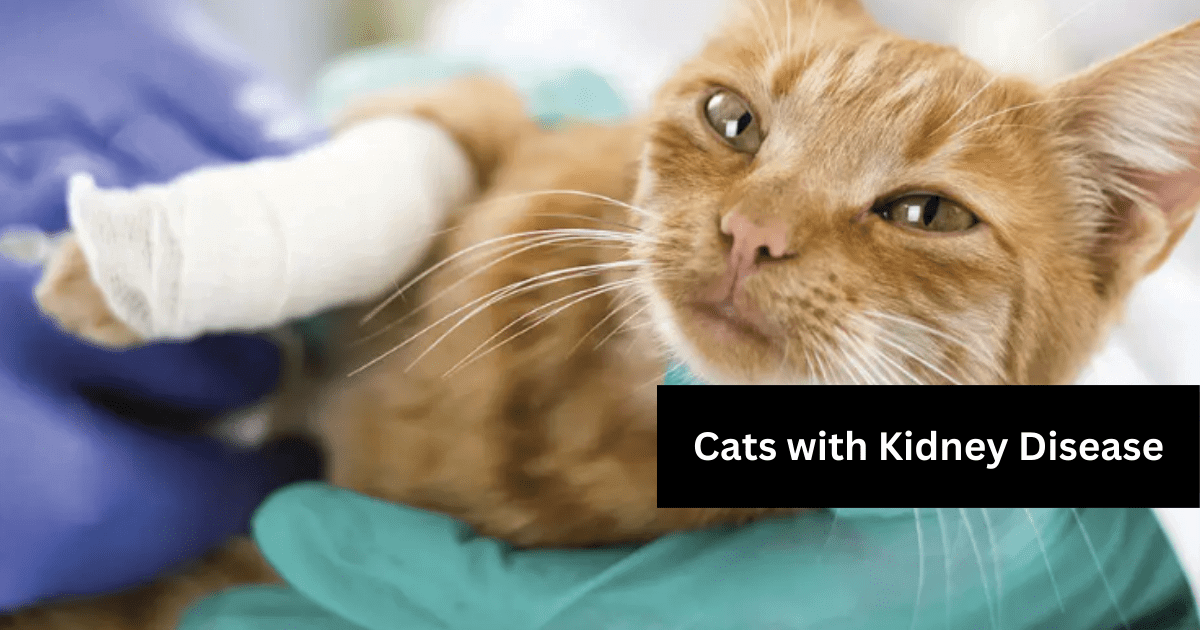 Treats-for-Cats-with- Kidney-Disease