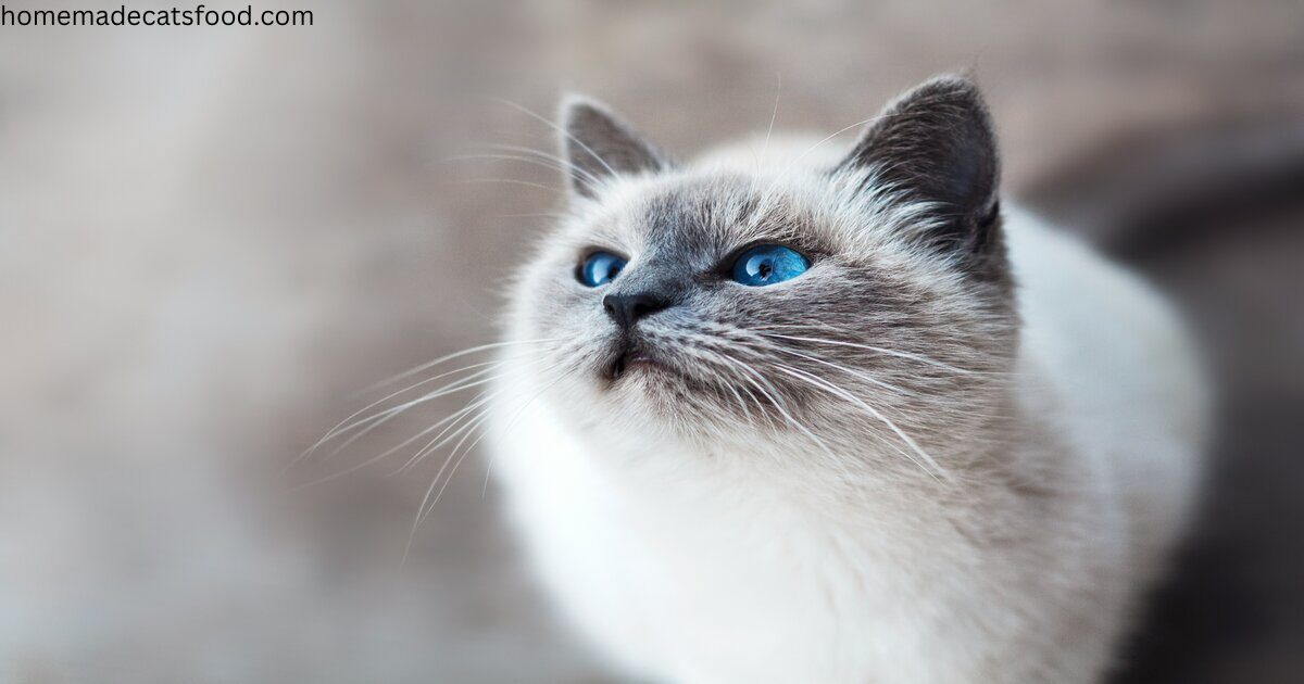 cats-with-blue-eyes