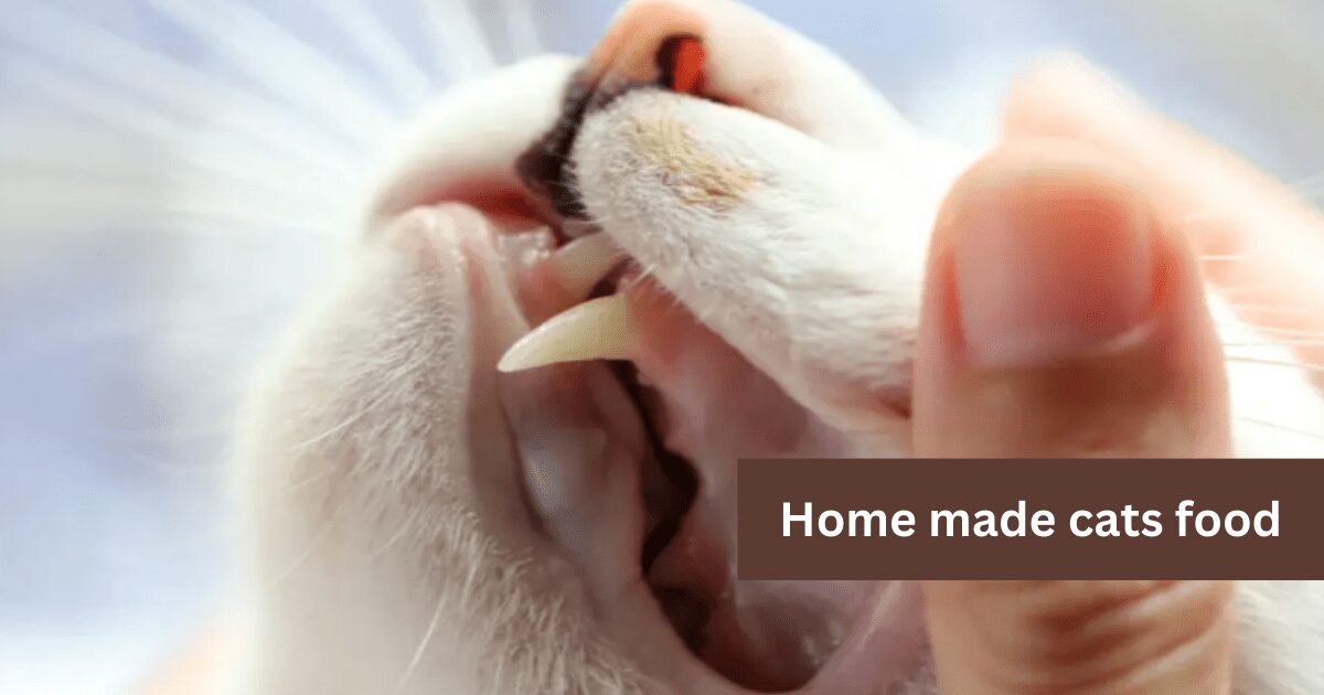 The-Importance-of-Cat-Dental-Health