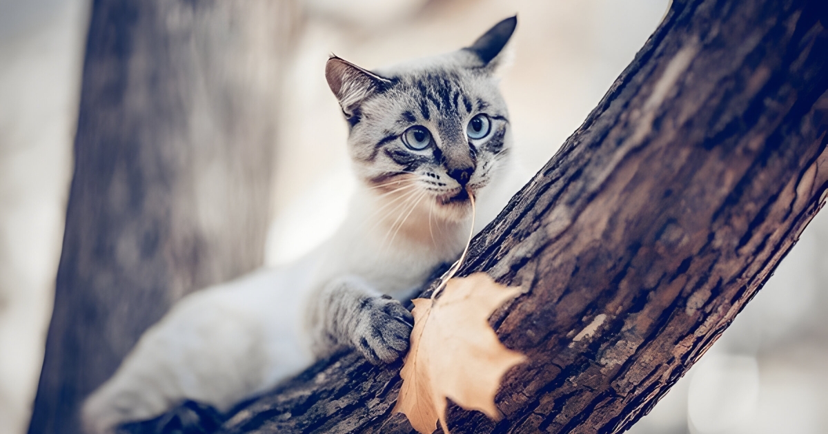 lost cat behavior